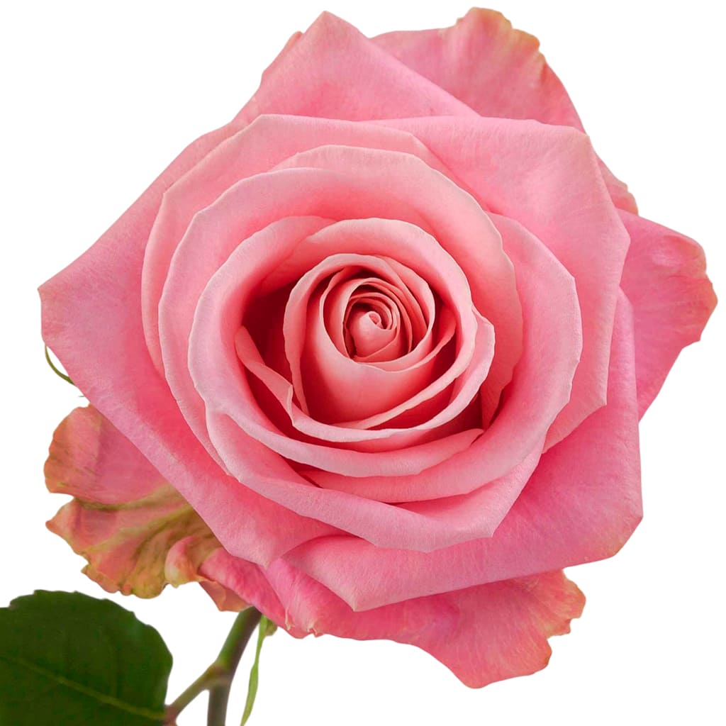 Rosa Prima Rosa Rosa Prima Rosa