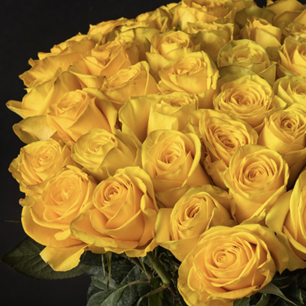 rosa amarillo 51 rosa amarillo 51