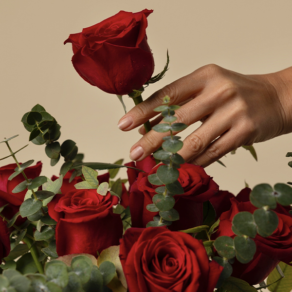 12 rosas rojos 12 rosas rojos