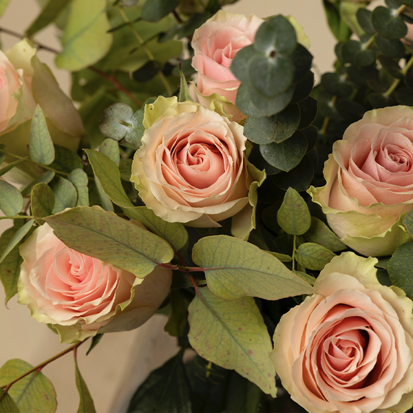 Rosa Mondial 13 uds 2 Rosa Mondial 13 uds 2